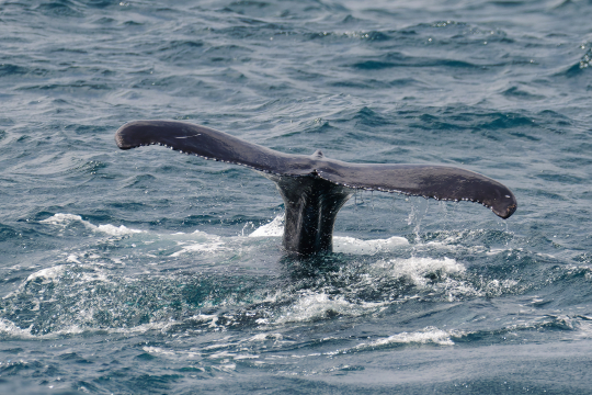 Baleine à bosse