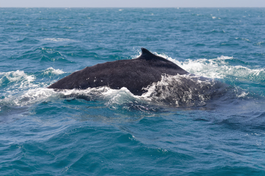 Baleine à bosse