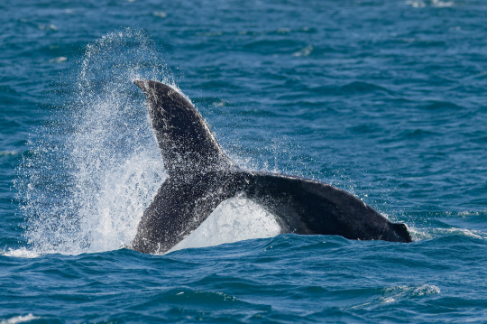 Baleine à bosse