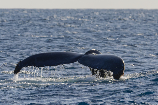 Baleine à bosse