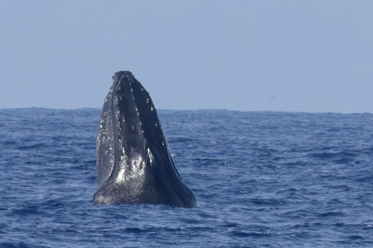 Baleine à bosse