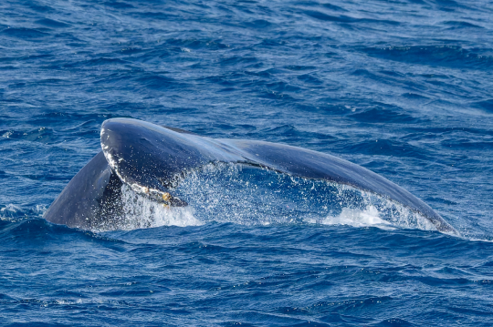 Baleine à bosse