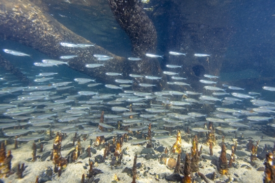 Banc de poisson en mangrove