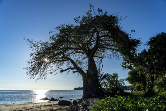 Baobab de Mzouazia-10