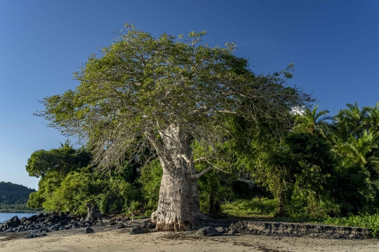 Baobab de Mzouazia-2