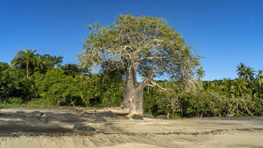 Baobab de Mzouazia-3
