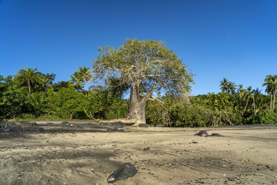 Baobab de Mzouazia-4