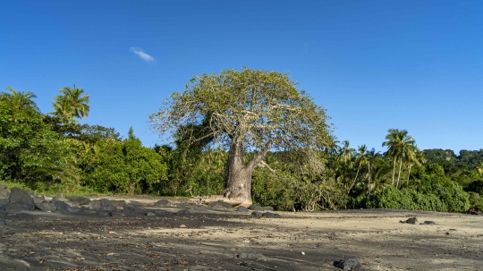 Baobab de Mzouazia-5