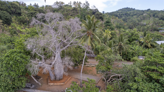 Baobab Malgache de Mliha vu du ciel