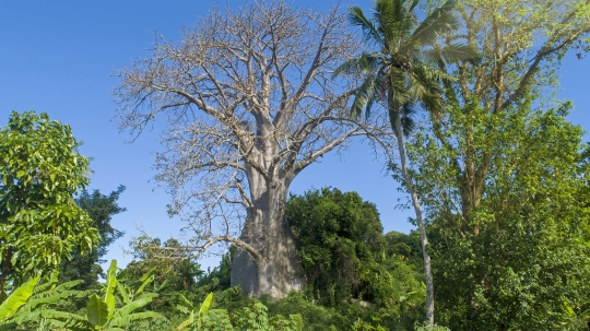 Baobab vu par drone - Mzouazia