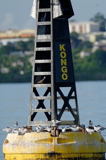 Bouée cardinale Kongo