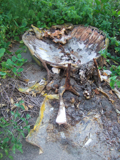 Braconnage de tortue