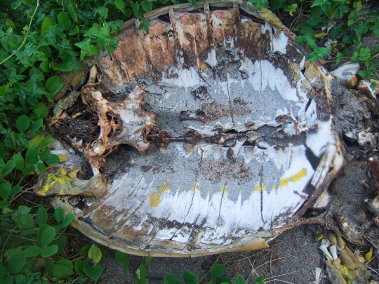 Braconnage de tortue