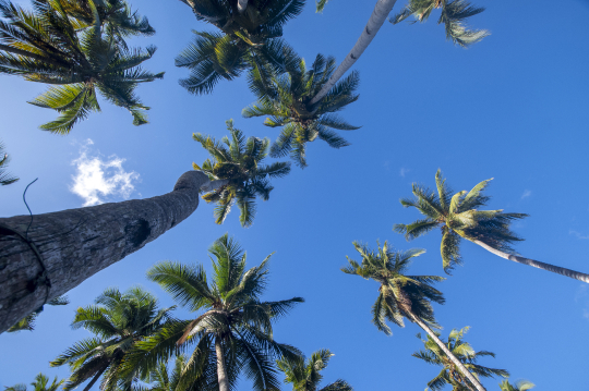 Canopée de cocotiers  - Plage de Bambo Est