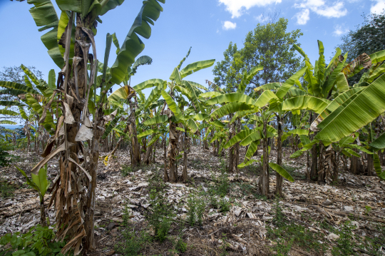 Champ de bananiers en monoculture