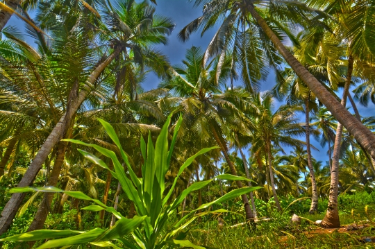 Cocoteraie d'arrière plage