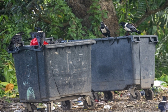 Collecte des déchets