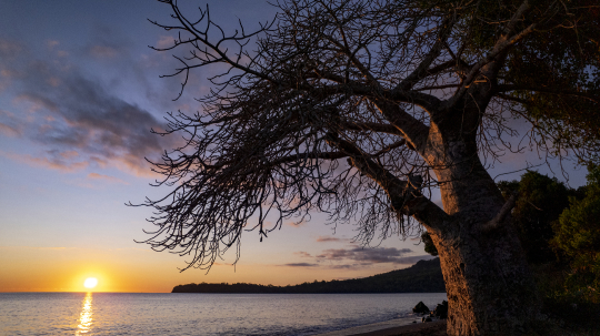 Coucher de soleil Baobab et M'Bouanatsa
