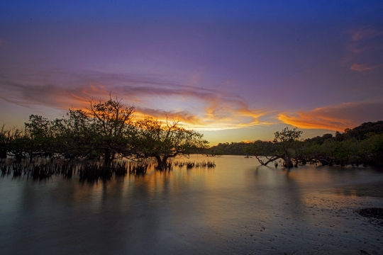 Coucher de soleil sur la mangrove de M'Zouazia