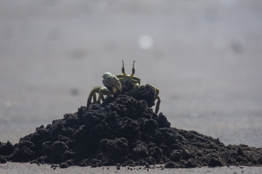 Crabe de plage au matin