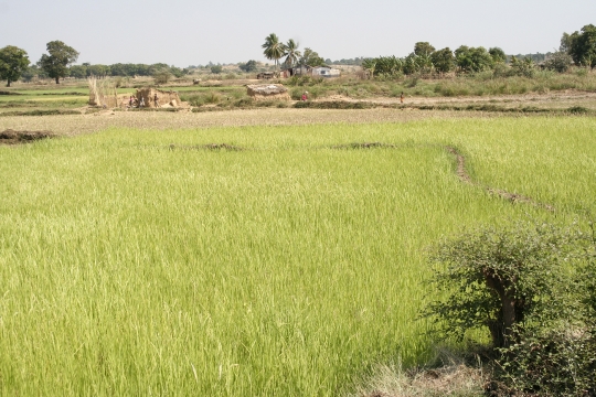 entre Mahajunga et le parc ankarafantsika