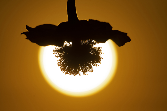 Fleur de Baobab et coucher de soleil