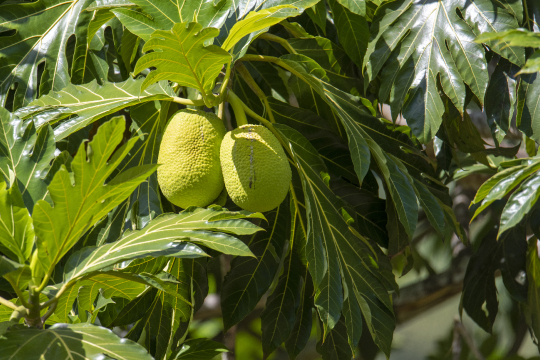 Fruit à pain