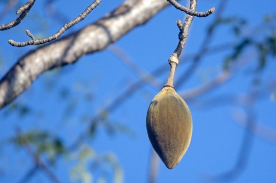 Fruit de baobab