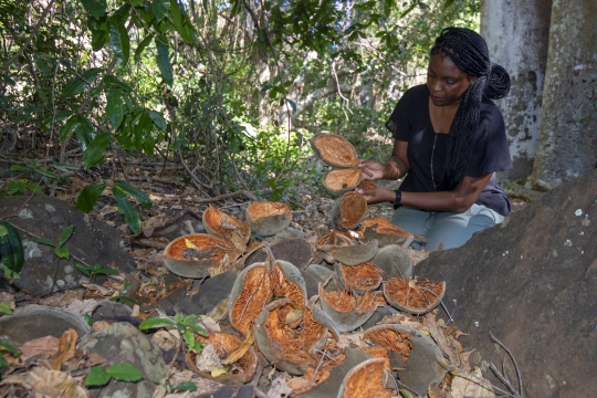 Fruit de baobab