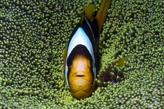 GLB 596  Poisson clown dans son anémone