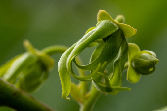 GLB0237 Ylang