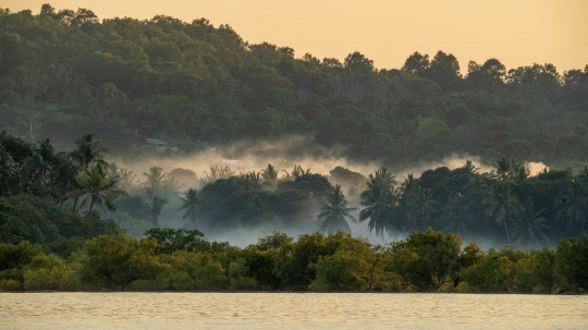 GLB0489 Vasière des badamiers dans la brume