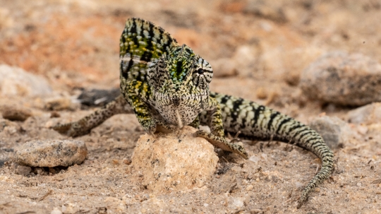 Gwen Le Bigot - Caméléon Madagascar 01