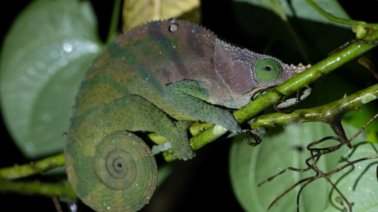 Gwen Le Bigot - Caméléon Madagascar 02