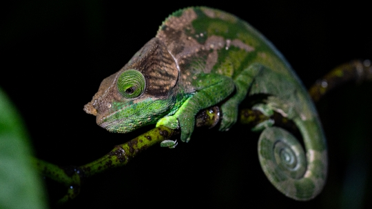 Gwen Le Bigot - Caméléon Madagascar 03