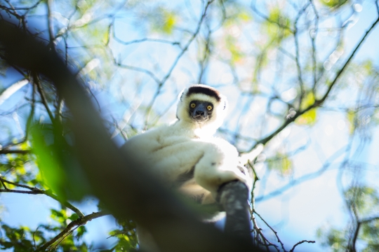 Gwen Le Bigot - Madagascar Sifaka 01