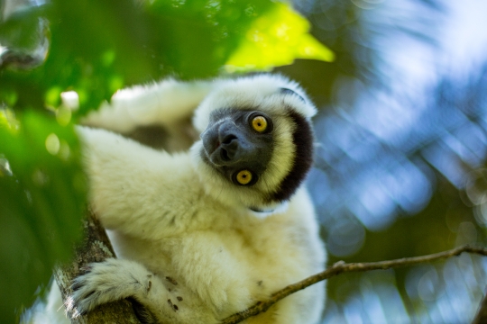 Gwen Le Bigot - Madagascar Sifaka 03