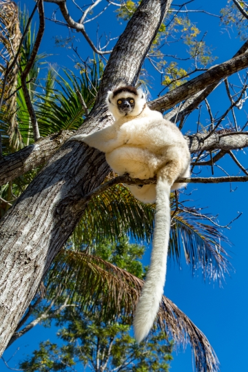 Gwen Le Bigot - Madagascar Sifaka 04