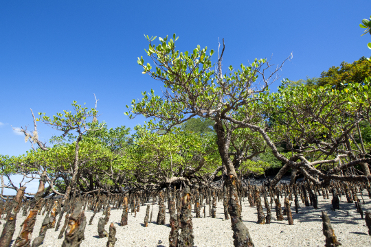 Mangrove à marée basse