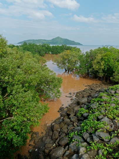 Mangrove boueuse