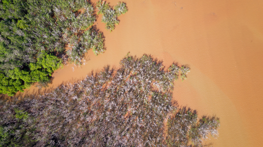 Mangrove de chiconi - Vue Aérienne