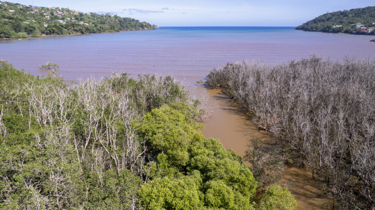 Mangrove de Chiconi