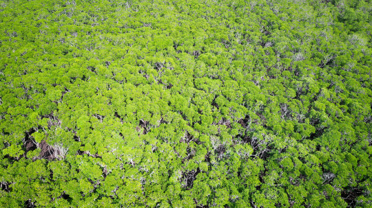 Mangrove de Chirongui vu du ciel