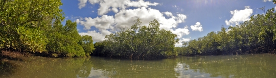 Mangrove de Dzoumogne - Panoramique