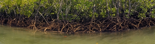 Mangrove de Dzoumogne - Panoramique