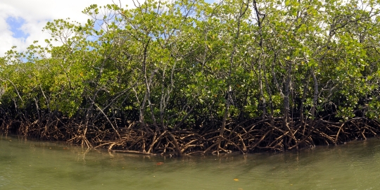 Mangrove de Dzoumogne - Panoramique