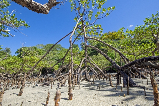 Mangrove de Mzouazia