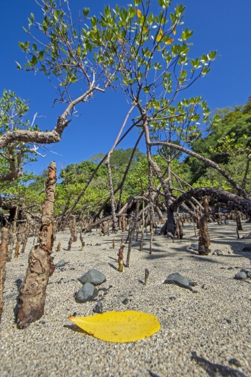 Mangrove de Mzouazia