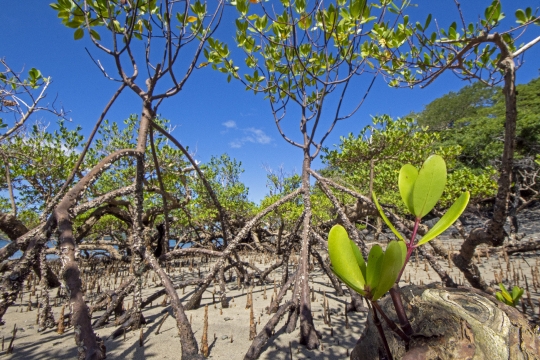 Mangrove de Mzouazia