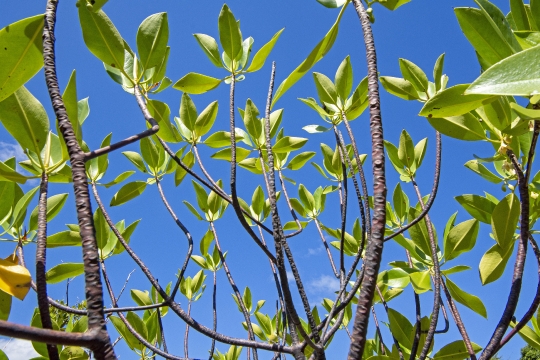 Mangrove de Mzouazia